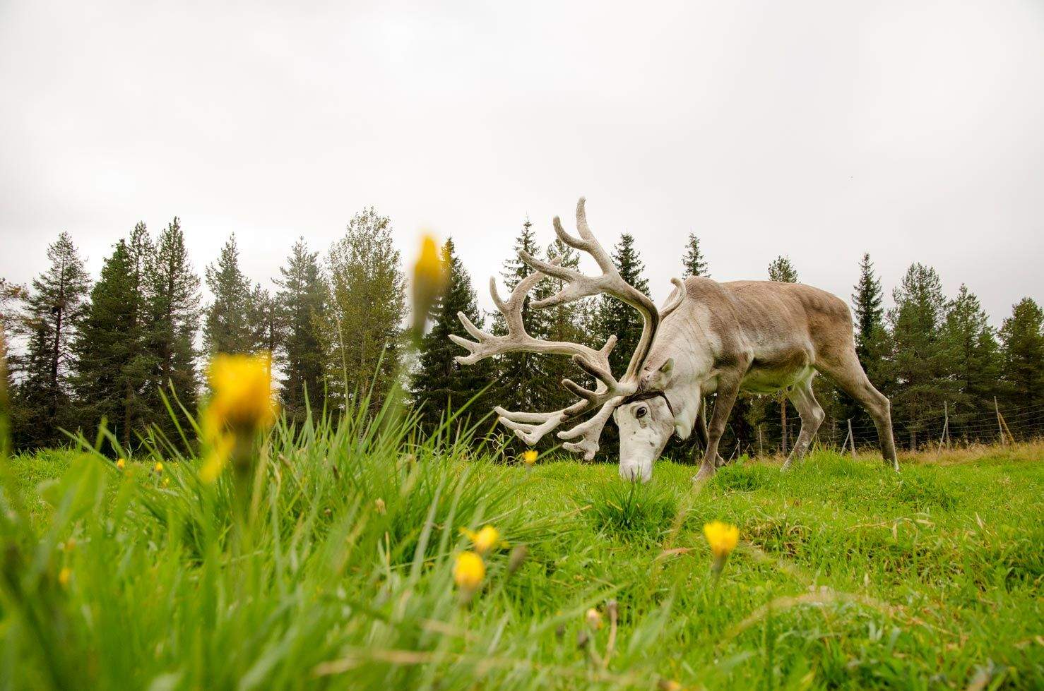 Finlandia en 15 fotografías