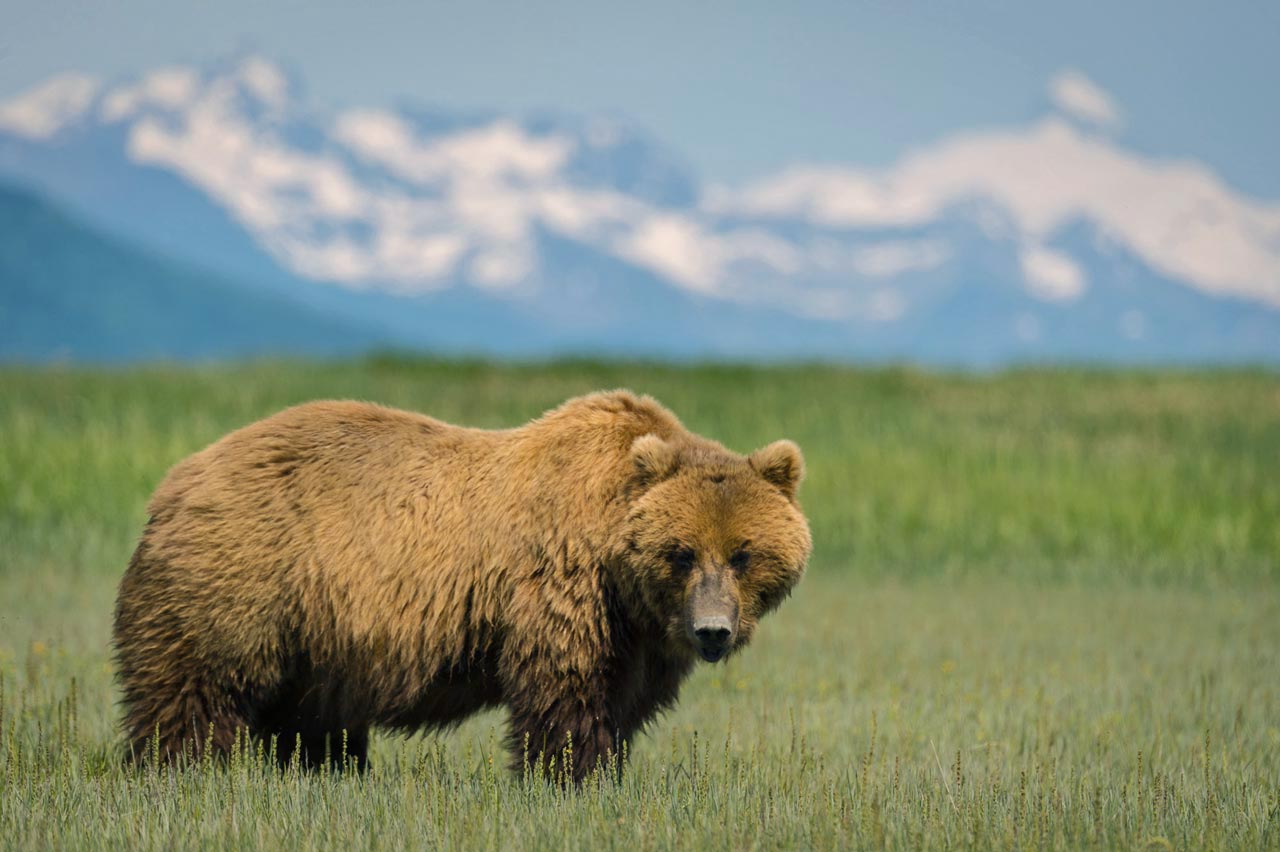 Los osos de Katmai