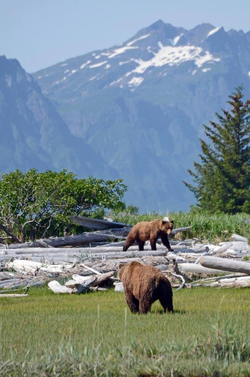 Los osos de Katmai