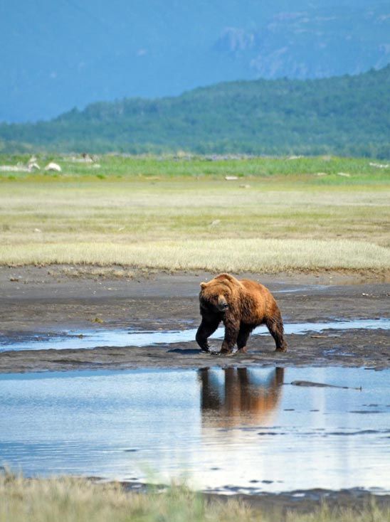 Los osos de Katmai