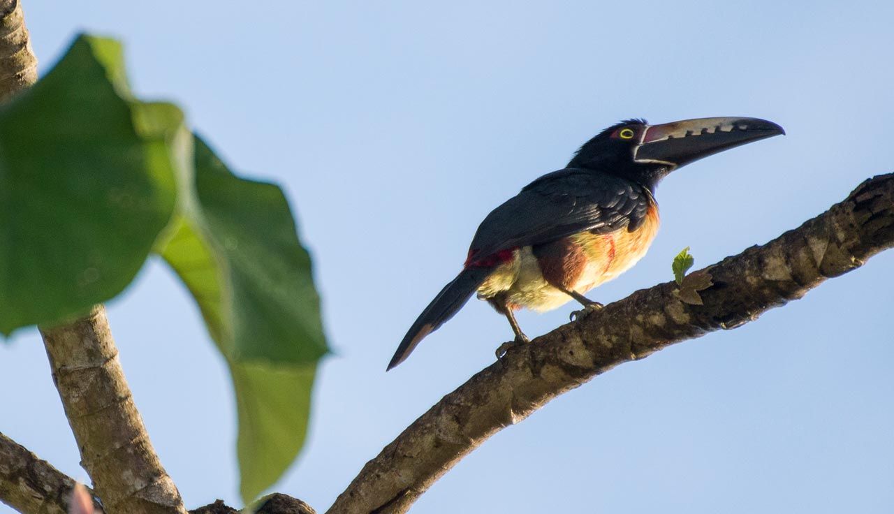 Belice, correrías caribeñas