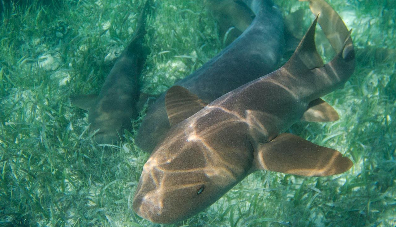 Belice, correrías caribeñas