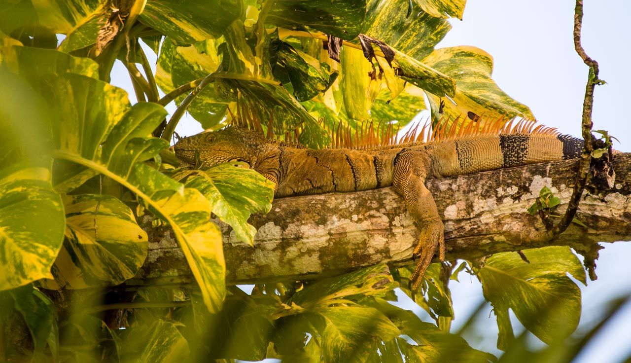 Belice, correrías caribeñas