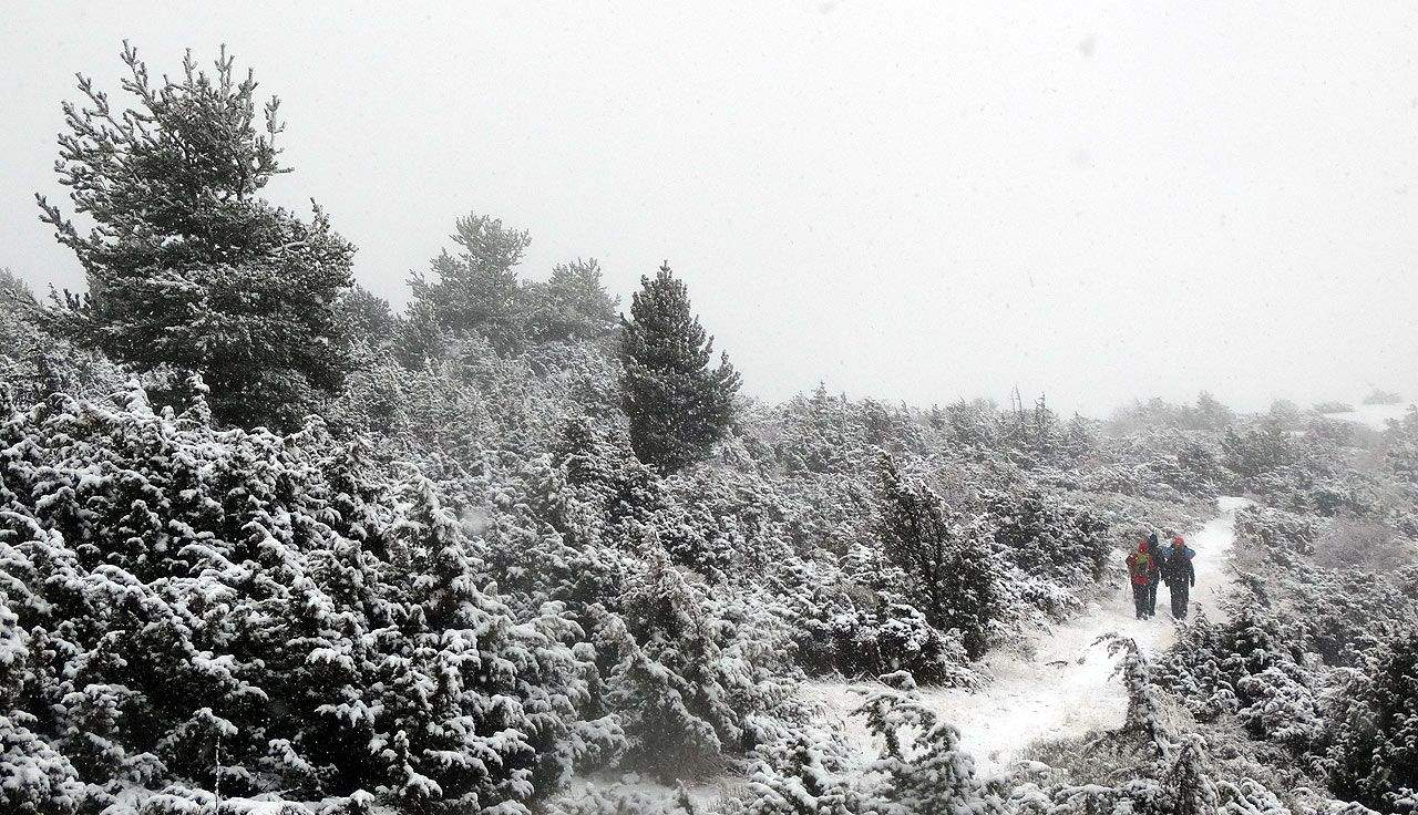 Cerdaña invernal