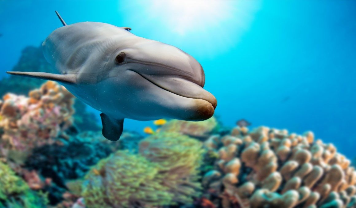 Las especies marinas estarán a salvo en el corredor del Mediterráneo