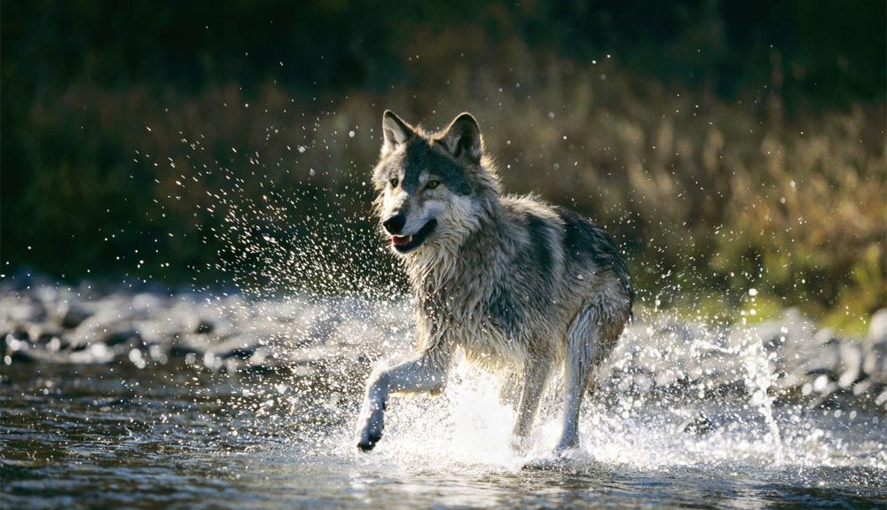 Lobos, los cazadores flexibles