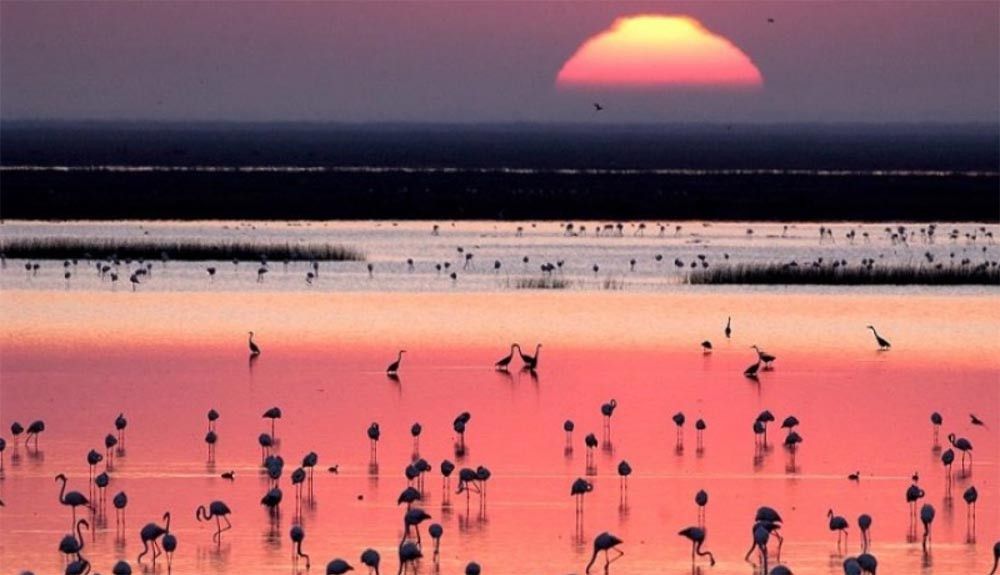 Las cinco principales amenazas para Doñana 