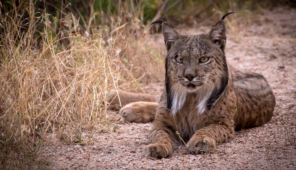El verano del lince