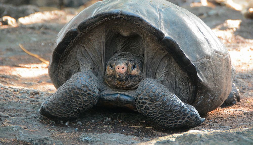 Hallan una tortuga gigante que se creía extinta desde hace más de 100 años