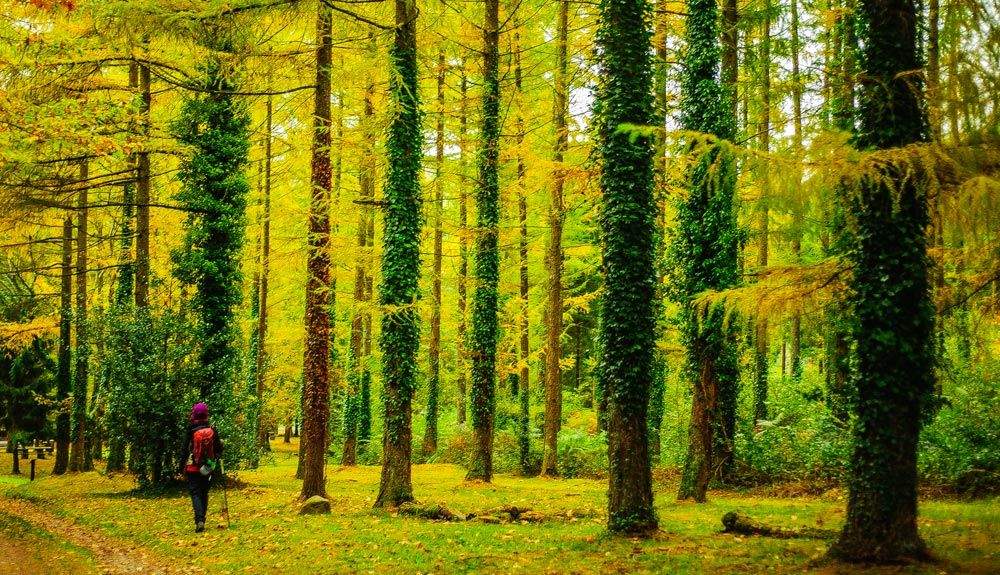 5 bosques desconocidos para primavera y otoño 5 bosques desconocidos para primavera y otoño