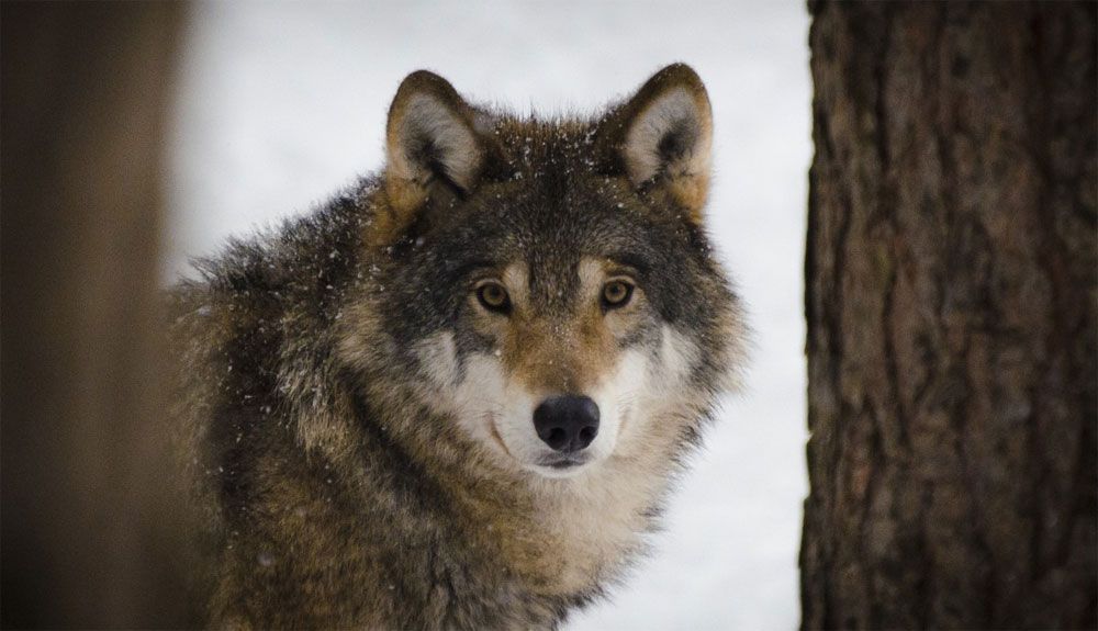 Recuperando la memoria del lobo