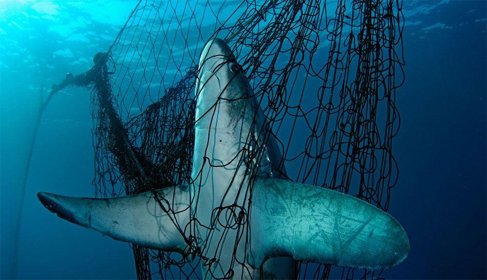 España es el mayor importador y exportador de tiburones y rayas del Mediterráneo