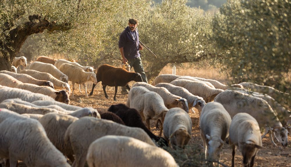 La Ruta de los Olivos Milenarios