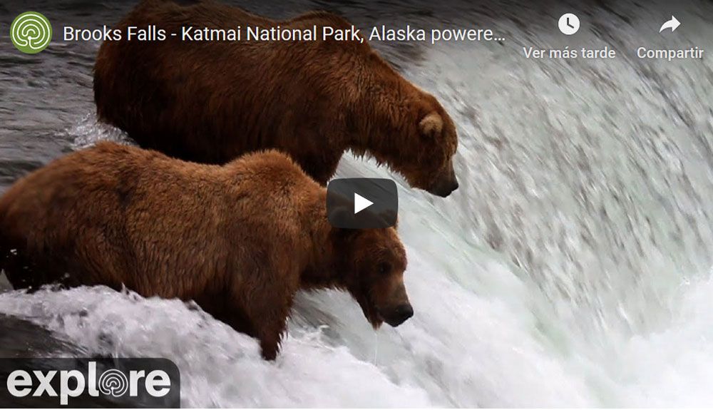 Los osos de Alaska, en vivo