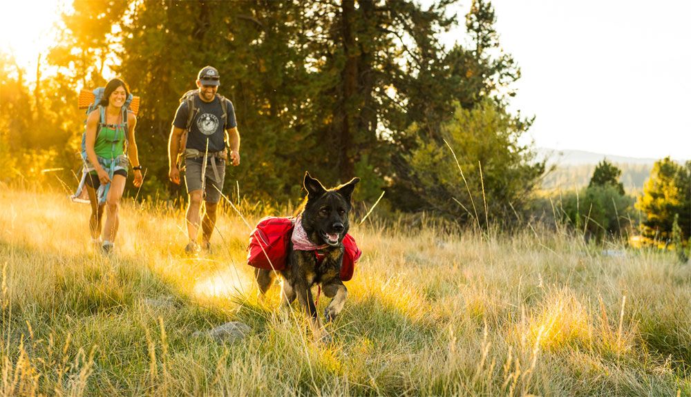 6 reglas para acampar con tu perro 6 reglas para acampar con tu perro