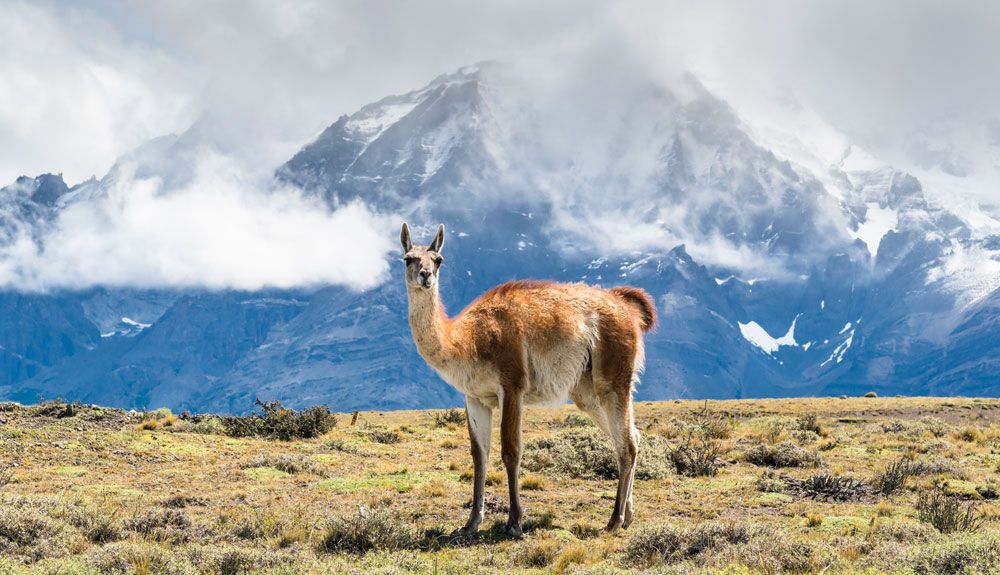 Patagonia salvaje, en vídeo
