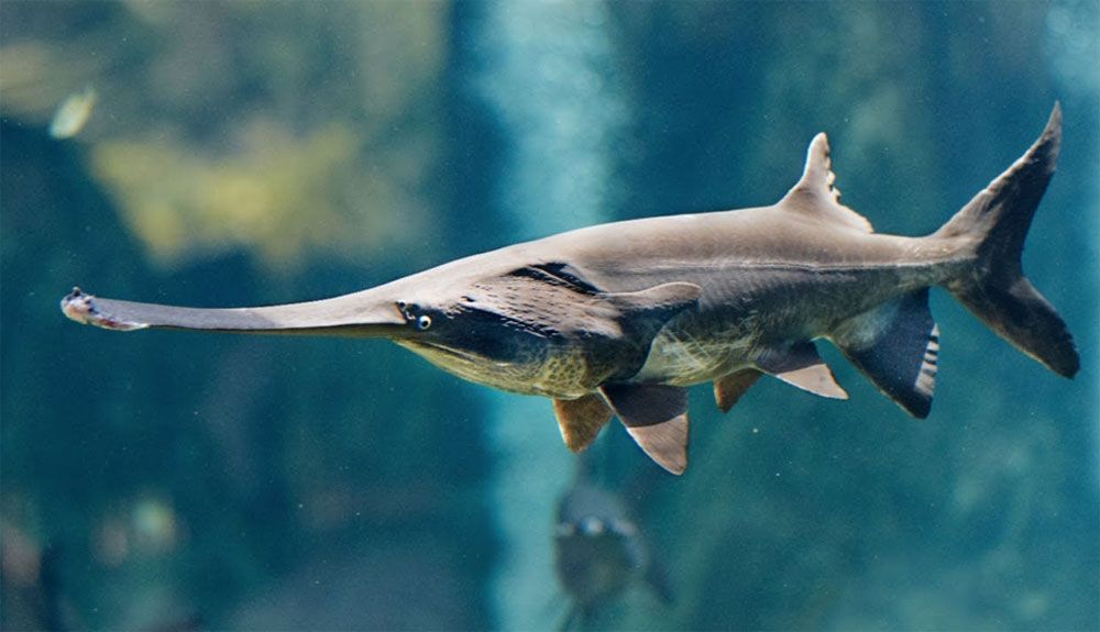 Esta es la primera especie que se extingue en 2020 Esta es la primera especie que se extingue en 2020