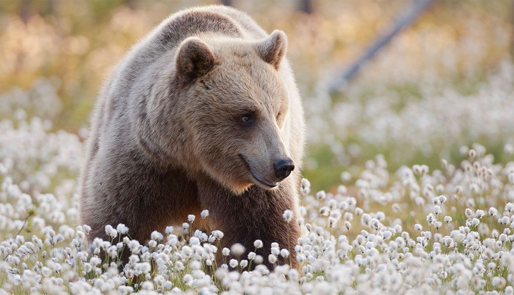 10 planes para disfrutar de la naturaleza en Finlandia