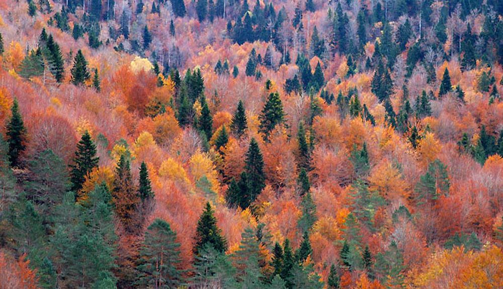 6 planes para disfrutar del otoño en Navarra