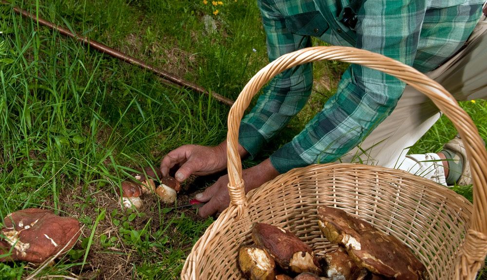 4 pasos para recoger setas como es debido