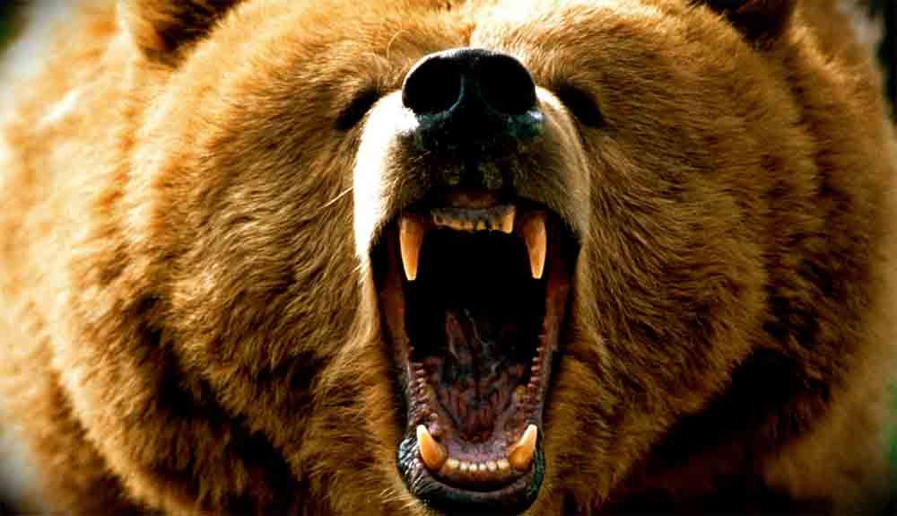 9 consejos para no ser comida de oso