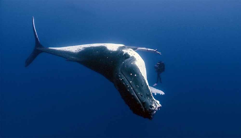 ¡Ayuda a Ternua a proteger las ballenas!