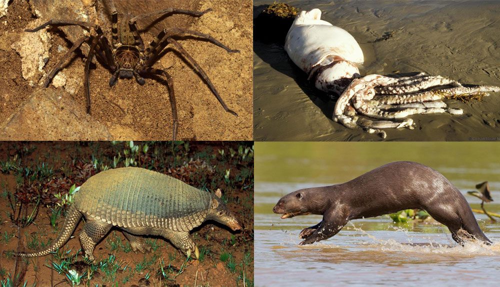5 animales gigantes y difíciles de encontrar