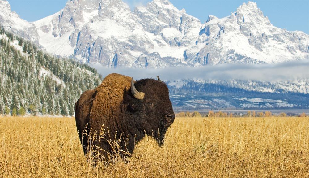 Así se reintroduce el bisonte en el Parque Nacional de Banff