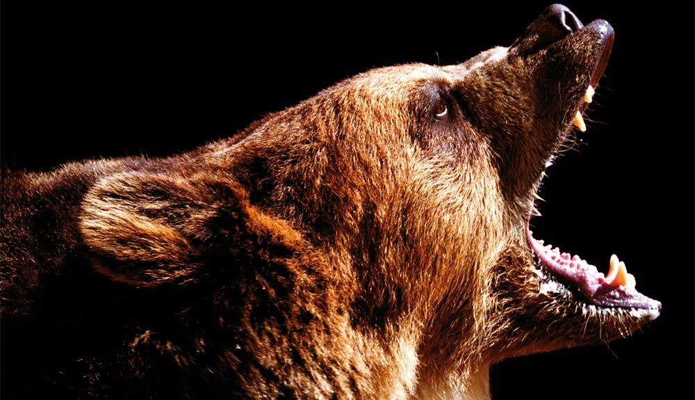 El día que sobreviví al ataque de un oso