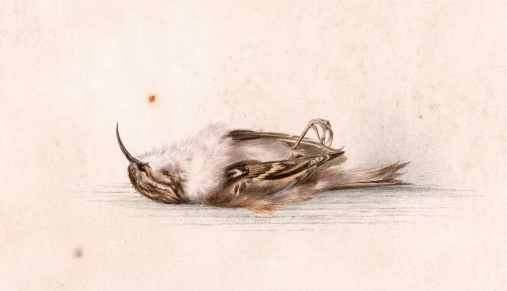 Descubren en la Antártida una pintura de hace 118 años Descubren en la Antártida una pintura de hace 118 años