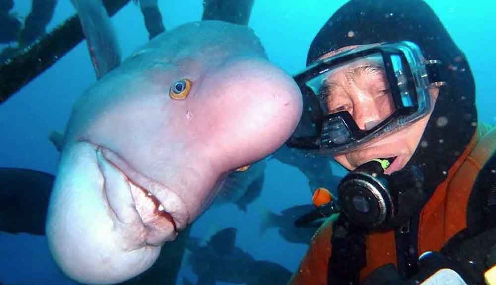 Una bonita amistad de 30 años entre un pez y un buceador Una bonita amistad de 30 años entre un pez y un buceador