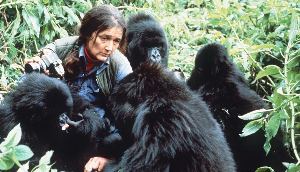 Raro vídeo de Diane Fossey entre gorilas