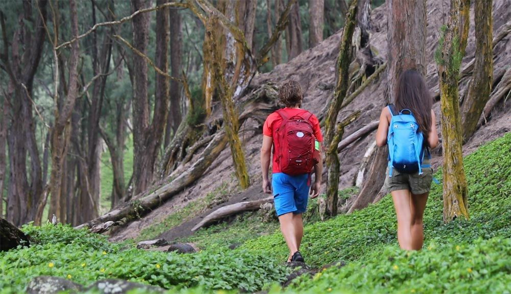 Cómo caminar por un bosque mejora tu salud Cómo caminar por un bosque mejora tu salud