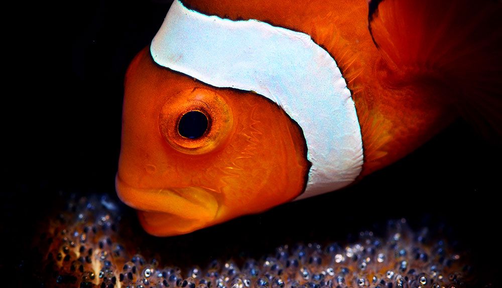 Filipinas, buceo esencial en el Pacífico
