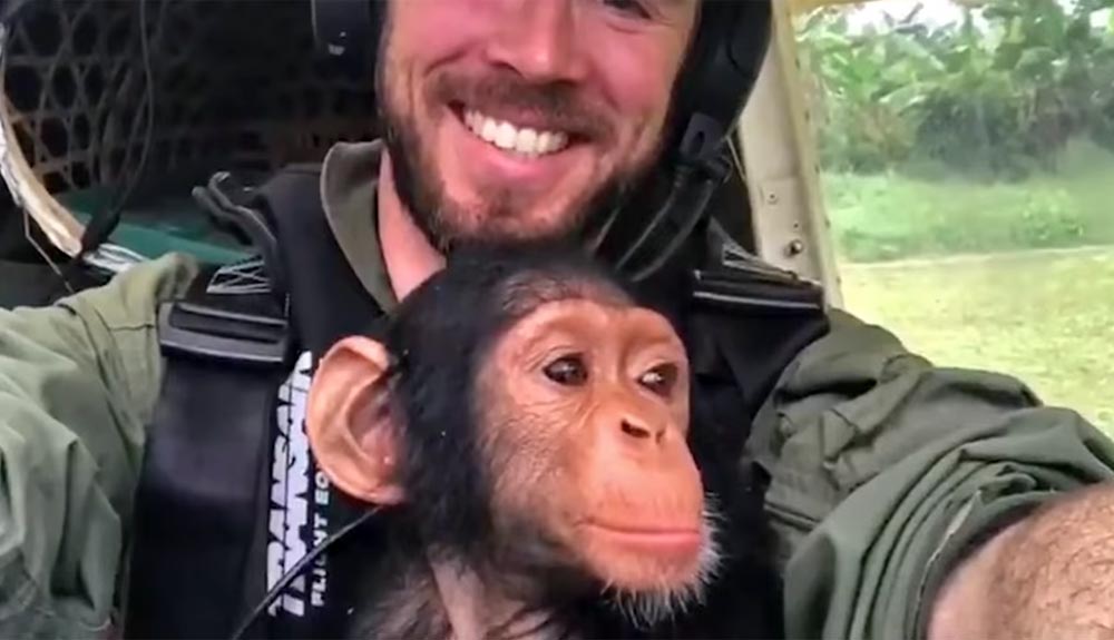 Emotivo vídeo del rescate de una chimpancé en el Congo