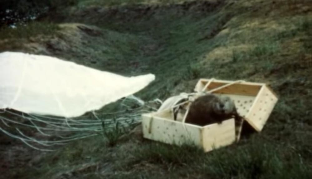 Castores en paracaídas: uno de los planes de conservación más locos de siempre