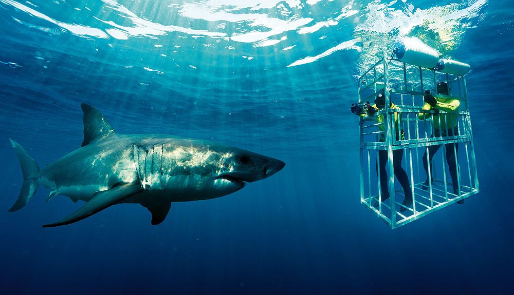 Otoño en Sudáfrica: tiburones y surf Otoño en Sudáfrica: tiburones y surf