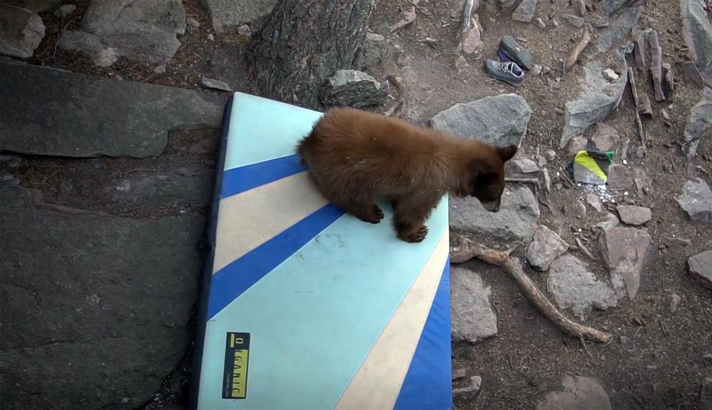 Un oso se encuentra con unos escaladores... ¡y se come su magnesio!