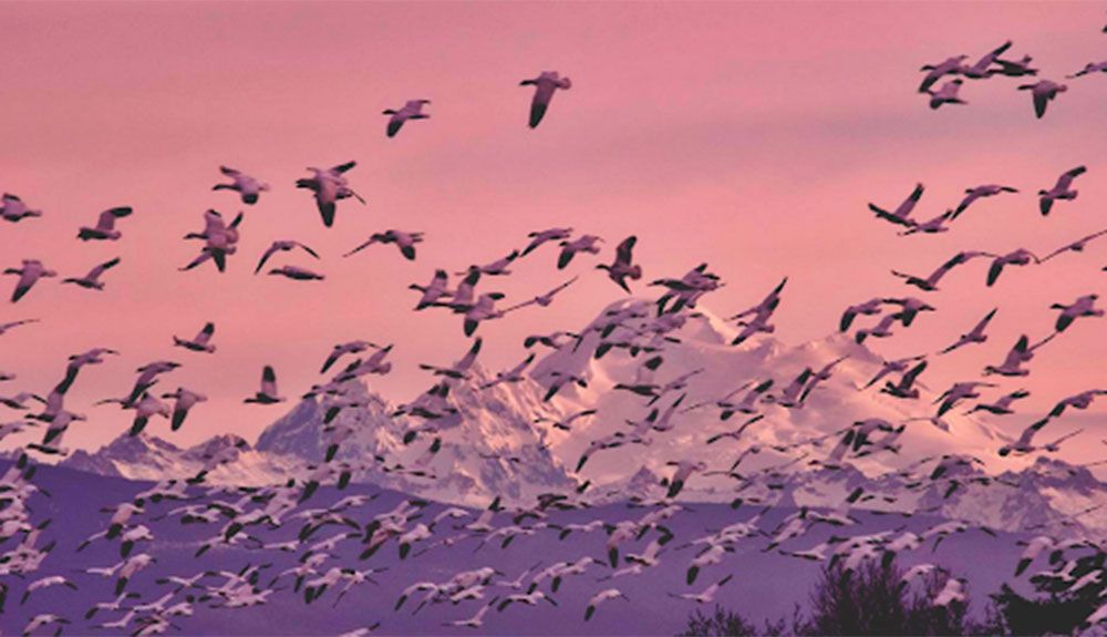 WWF alerta de la crítica situación de las aves migratorias