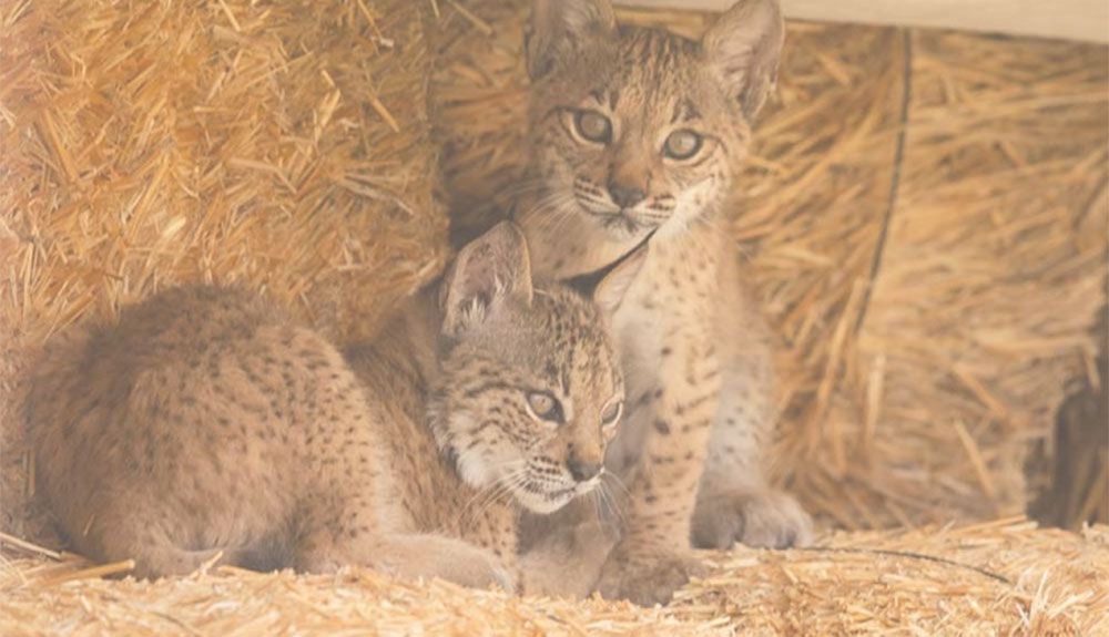 Odrina, mamá lince Odrina, mamá lince