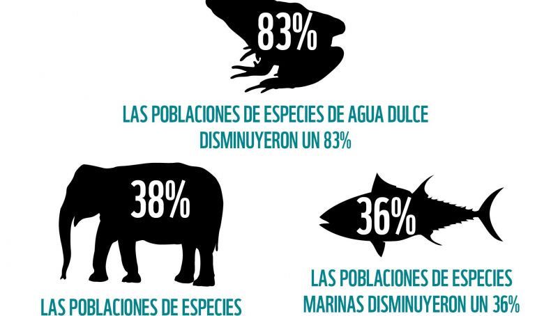 Cada hora 3 especies menos WWF