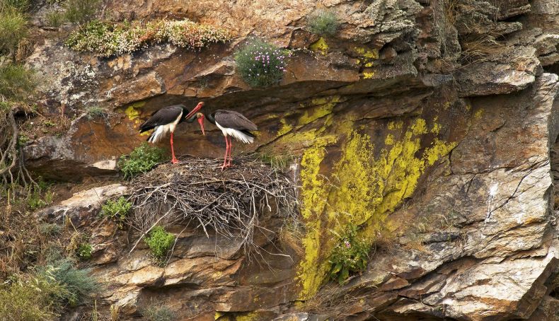 Nido de Cigüeña Negra. Foto: Jorge Sierra / WWF España