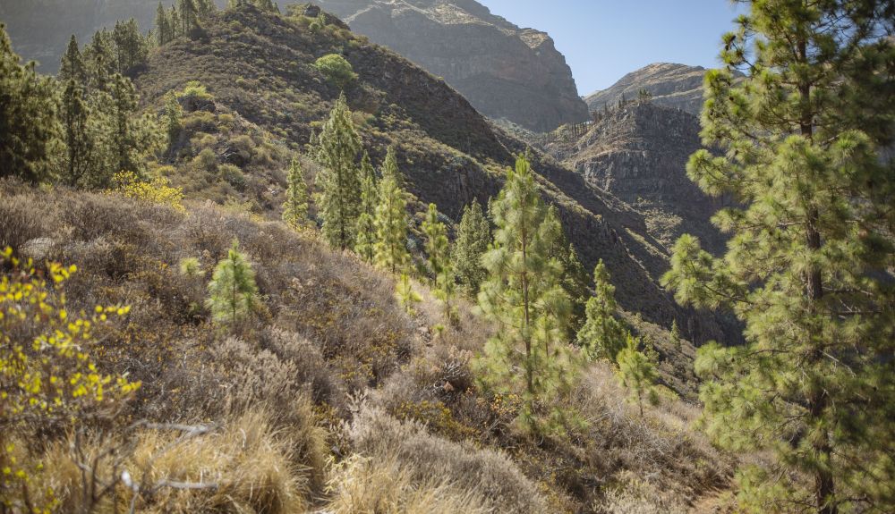 Recorrido por la ruta “Bajo el embrujo de Tamadaba” rumbo al Valle de Agaete.