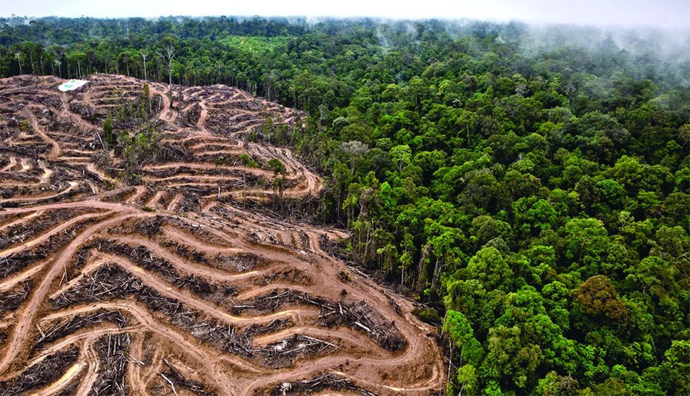 La deforestación ha arrasado un área equivalente al estado de California en la última década