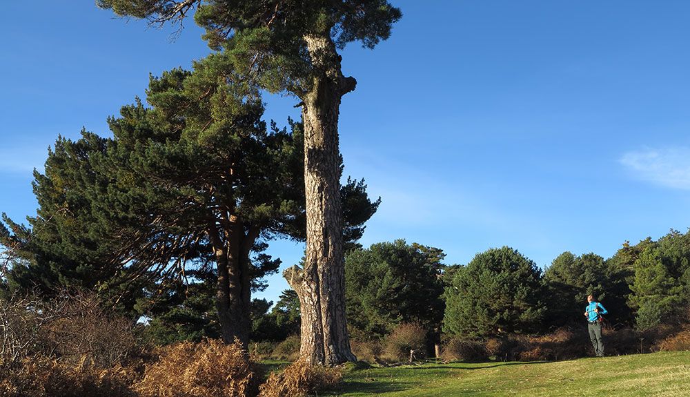 Los pinos gigantes de la pradera de Pinosilla Los pinos gigantes de la pradera de Pinosilla