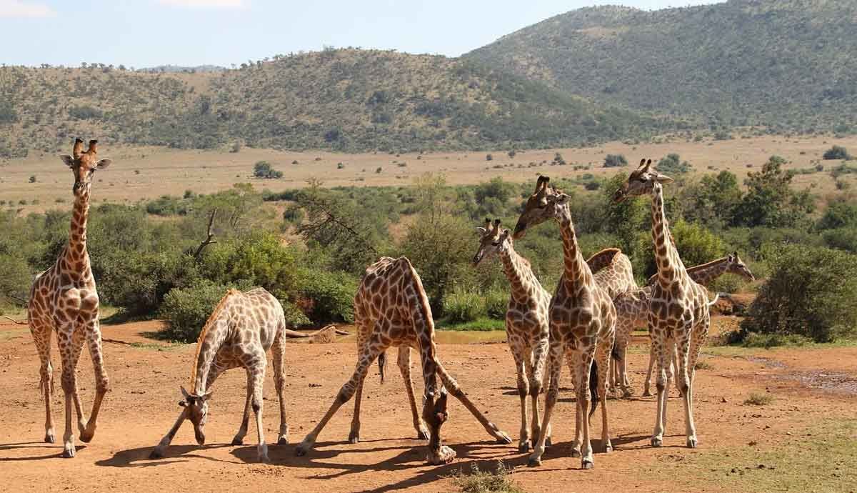 Viaje a la Reserva de Fauna Pilanesberg en Sudáfrica