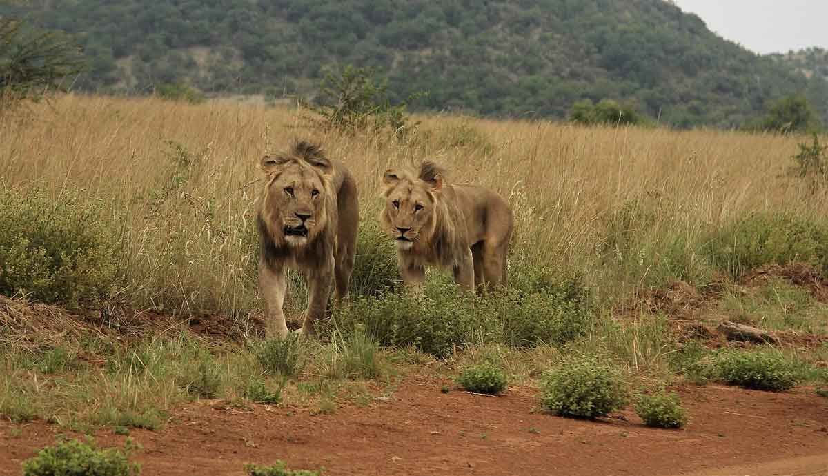 oxi vime leones