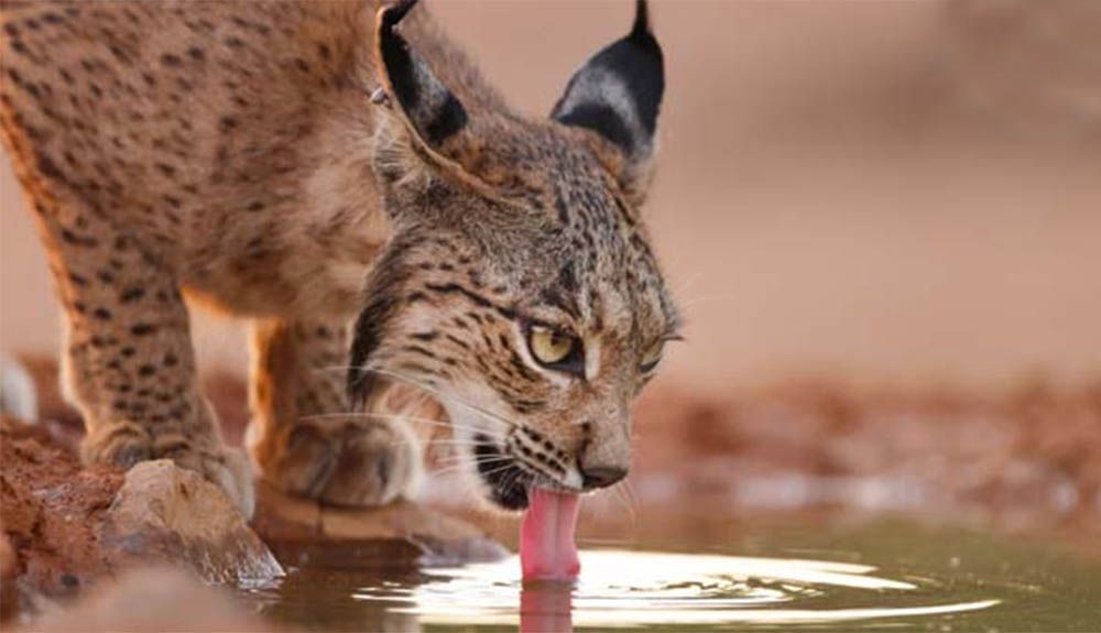 Lince Ibérico en Doñana. Foto: Antonio Liébana / WWF España Lince Ibérico en Doñana. Foto: Antonio Liébana / WWF España
