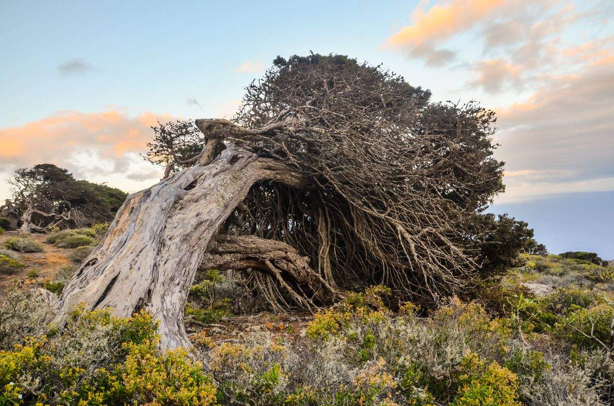 Sabina El Hierro