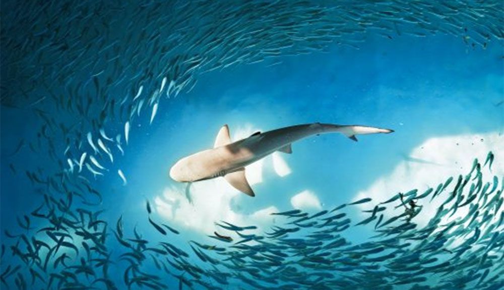 Más de un tercio de los tiburones y rayas están al borde de la extinción